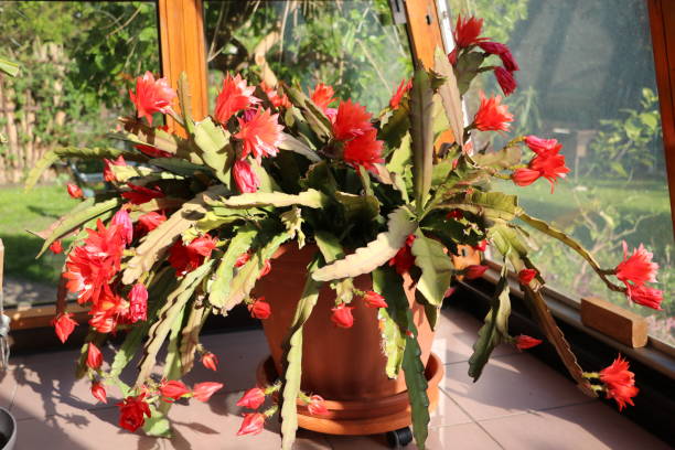 istock Epiphyllum Cactus with red flowers 1155750593