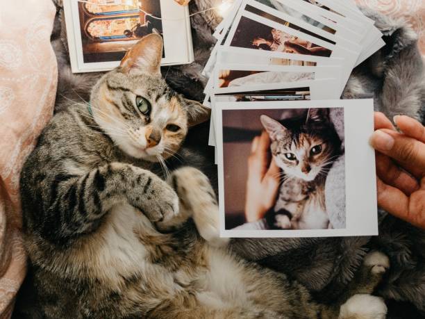 istock tabby cat lying down comfortably in bed and several retro photos 1155751767