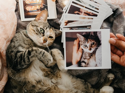 tabby cat lying down comfortably in bed and several retro photos