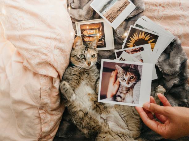 istock tabby cat lying down in bed and several retro photos 1155751768