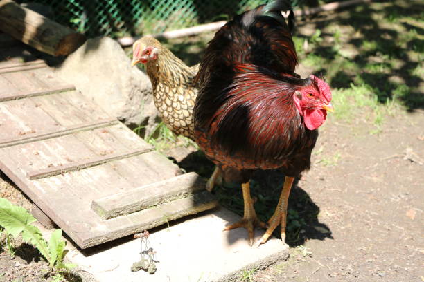 istock American Wyandots rooster and hen 1155752754