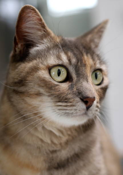 istock Dilute Tortie Cat 1155752922