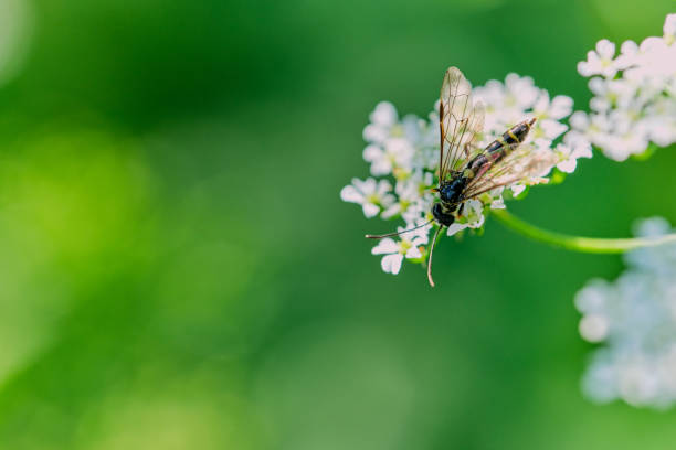 istock close up of a hover fly on a white flower 1155753036