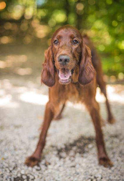 istock Portrait of an Irish red setter. 1155753171