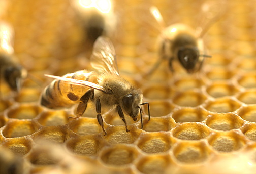 Western Honey Bee (Apis mellifera) with a Varroa mite (Varroa destructor).