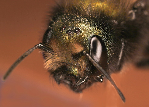 Orchard Mason Bee (Megachilidae; Osmia lignaria)