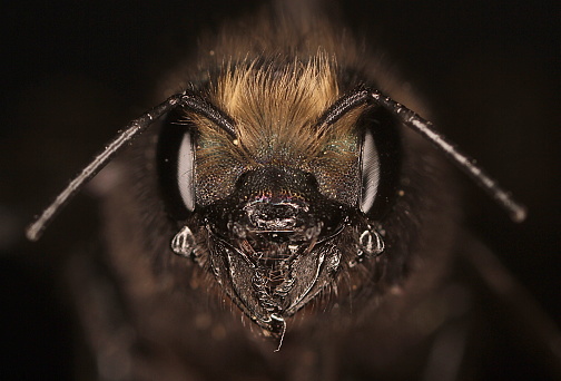 Orchard Mason Bee (Megachilidae; Osmia lignaria)
