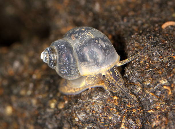 Bithynia tentaculata Small freshwater snail, known sometimes as a faucet snail, sometimes found in aquaria. mollusca stock pictures, royalty-free photos & images