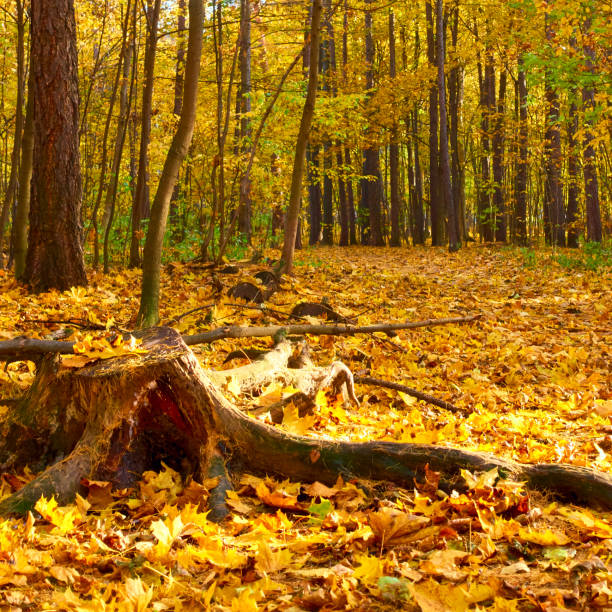 istock Old stub in autumn park 1155754501