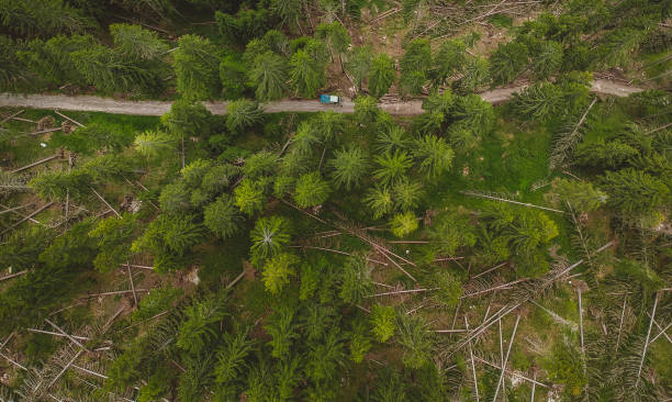 istock Vertical Panorama of destroyed forest 1155755683