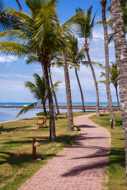 istock Path between palm trees in tropical paradise – Bahia, northeast Brazil 1155756755