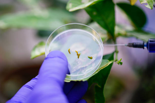 leaf miner larva on petri dish