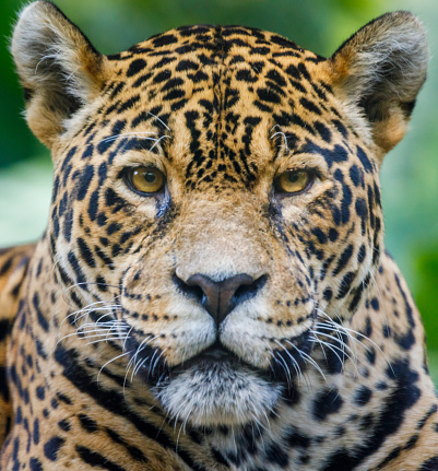 Jaguar looking at camera - Pantanal wetlands, Brazil