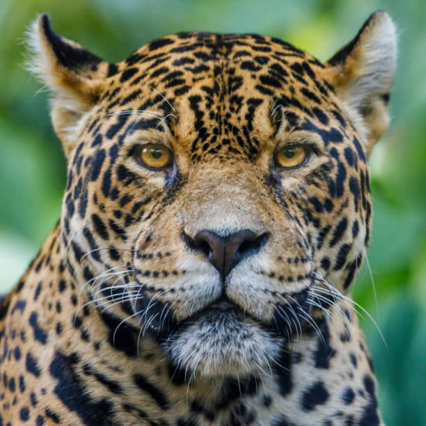 Jaguar looking at camera - Pantanal wetlands, Brazil Jaguar looking at camera - Pantanal wetlands, Brazil big cat photos stock pictures, royalty-free photos & images