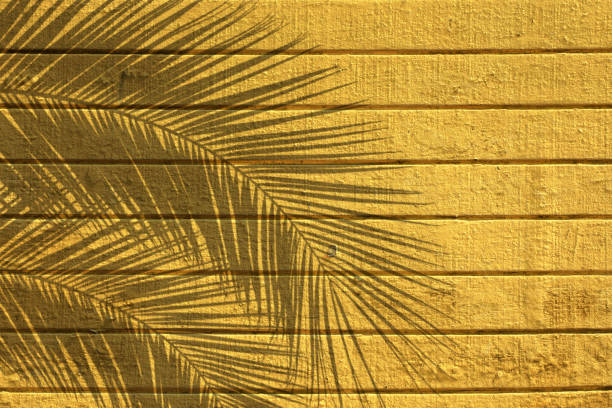istock yellow painted wooden building exterior surface with palm leaf shadow 1155758605