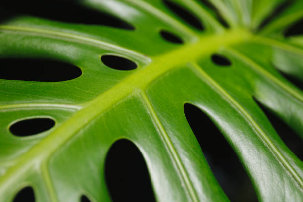 filodendro - cheese plant philodendron rainforest leaf vein fotografías e imágenes de stock