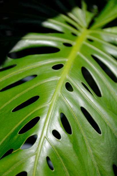 filodendro - cheese plant philodendron rainforest leaf vein fotografías e imágenes de stock