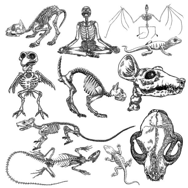 ilustraciones, imágenes clip art, dibujos animados e iconos de stock de se establecen elementos de símbolo de alquimia. esqueletos y cráneos de pájaro, gato, humano, murciélago vampiro, rata, ratón, lagarto. ocultismo espiritual y química, boceto mágico de tatuajes. vector de dibujo a mano. - occultism