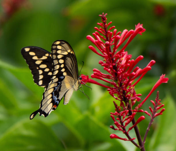 istock Giant Swallowtail Butterfly on Firespike Shrub 1155760910