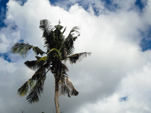 istock Coconut Palm tree with blue sky,beautiful tropical background. 1155764929