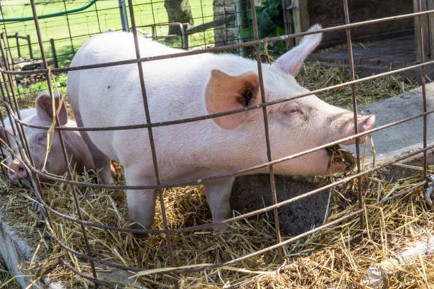 istock Cute pig in pigpen eating hay 1155766907
