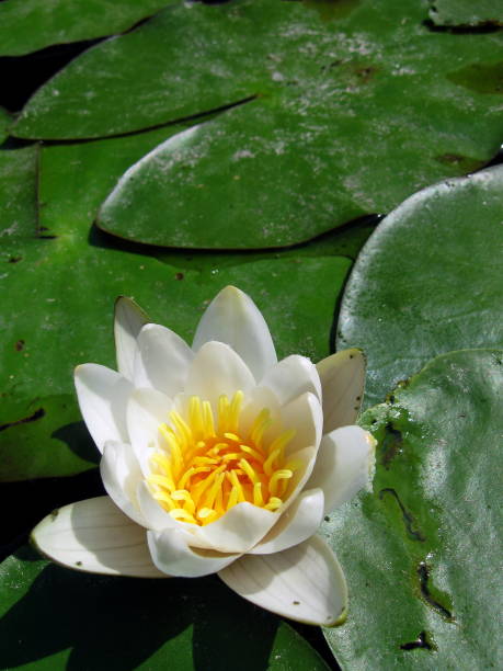 istock Large white water lily flower. 1155767082