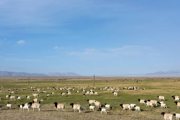 istock Sheep in the pasture against the blue sky and white clouds 1155768887