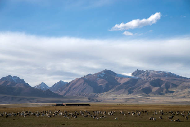 istock Sheep in the pasture against the blue sky and white clouds 1155769546