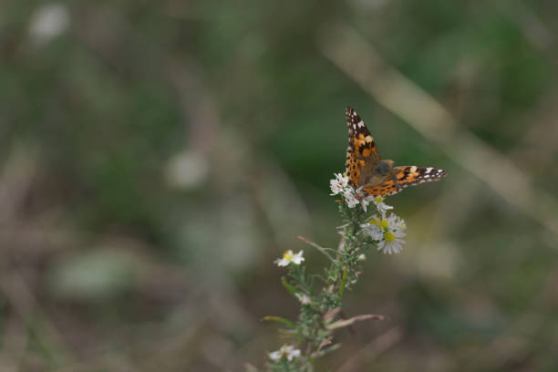 istock Monarch Butterfly on Flower 1155769753