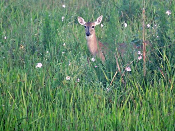 istock White-tailed Deer (Odocoileus virginianus) in the Florida high grass surrounded by flowers 1155770119