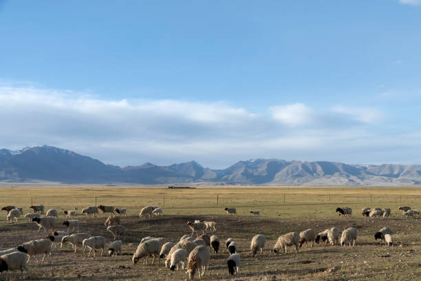 istock Sheep in the pasture against the blue sky and white clouds 1155771557
