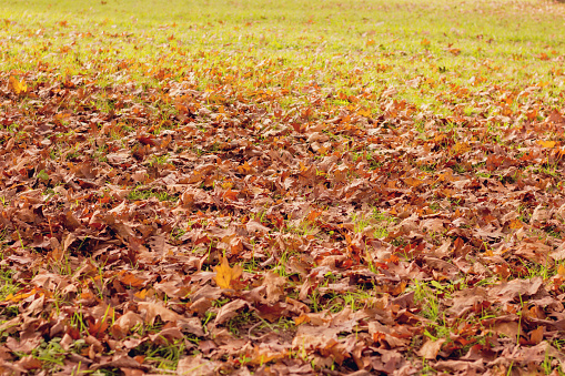 Autumnal leaves on the ground