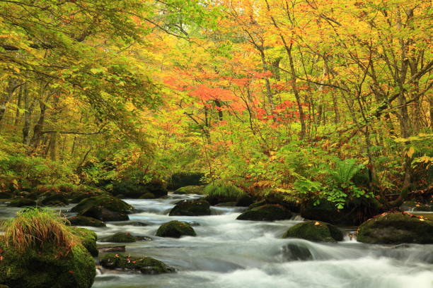 préfecture d’aomori un ruisseau de montagne de feuilles colorées - parc national de towada hachimantai photos et images de collection