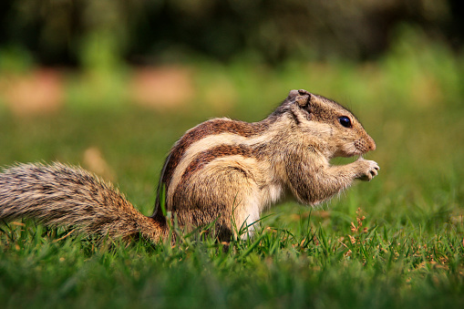 Indian palm squirrel (Funambulus palmarum) sitting on a grass