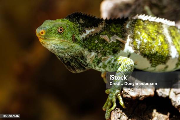 Fidschikammmolguan Auf Der Insel Viti Levu Fidschi Stockfoto und mehr Bilder von Insel Vanua Levu