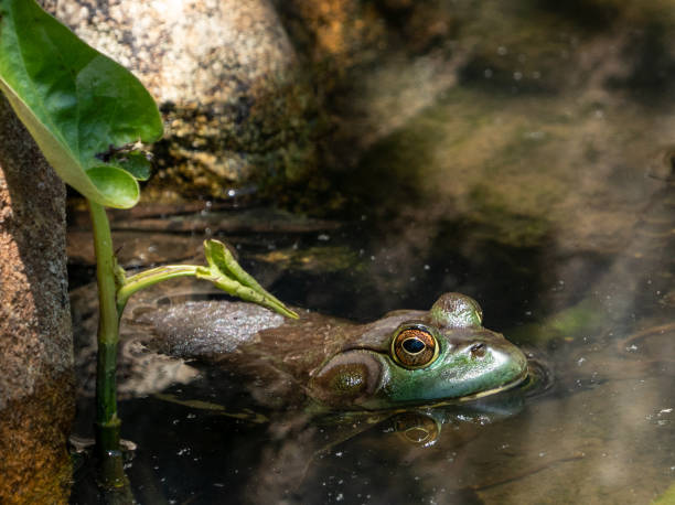 istock American bullfrog (Lithobates catesbeianus) swimming in pond 1155784674