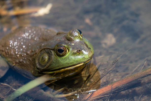 istock American bullfrog (Lithobates catesbeianus) in pond. 1155784687