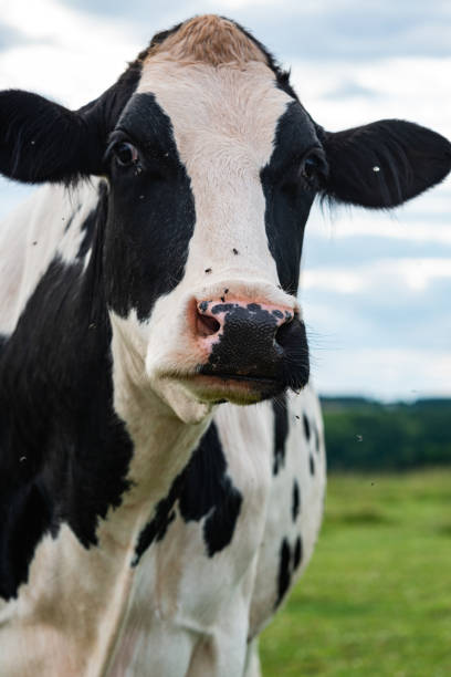 istock Cow on Family Farm 1155786689
