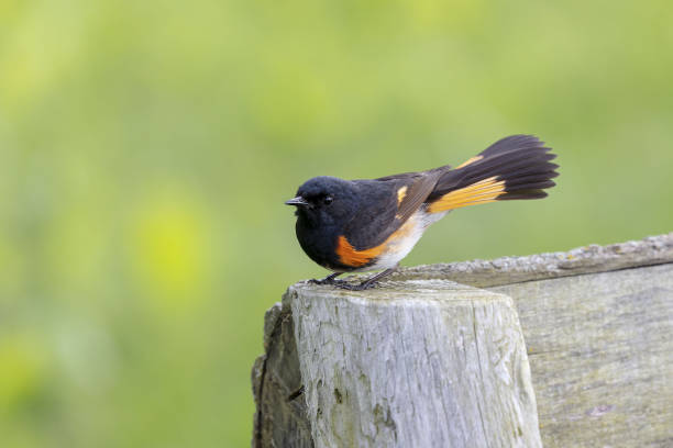 istock American redstart,song bird on the spring. 1155787266