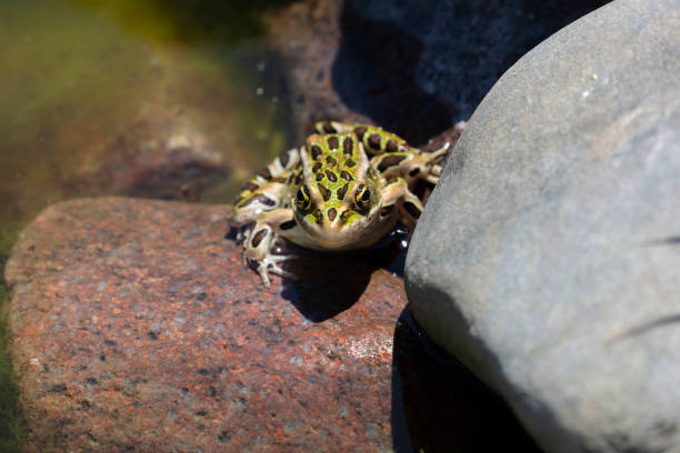 Frog in natural environment