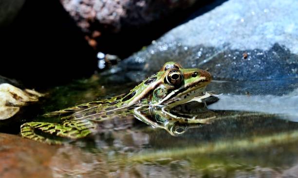 istock Northern Leopard Frog (Lithobates pipiens) in water 1155787295