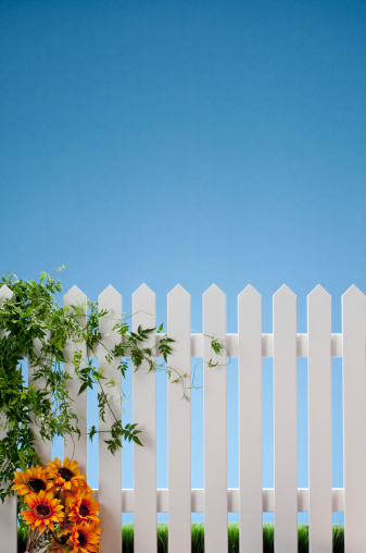 White picket fence with jasmine vines and orange daisies against blue sky.