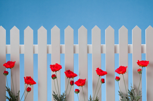 White picket fence with red poppies against blue sky.*