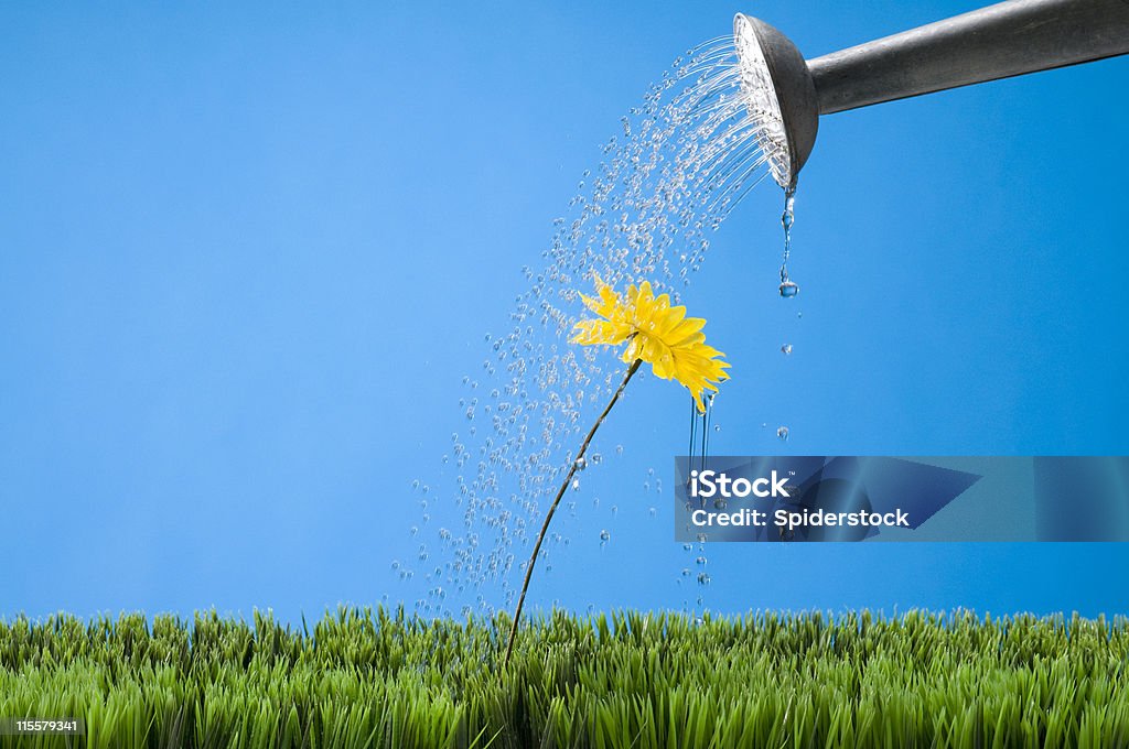 Annaffiare un fiore - Foto stock royalty-free di Acqua