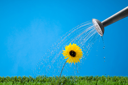 Metal watering can watering a yellow flower. Shot in the studio.