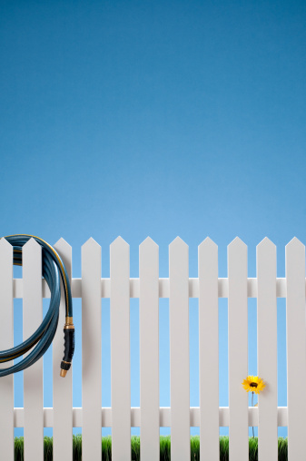 White picket fence, hose and grass with yellow daisy against blue sky.