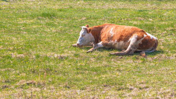 istock Cow rest on a spring or summer meadow green grass 1155803975