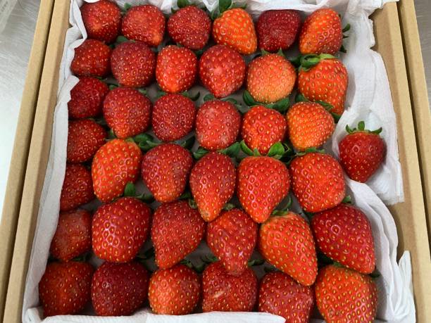 istock Korean look fresh strawberry box 1155808168