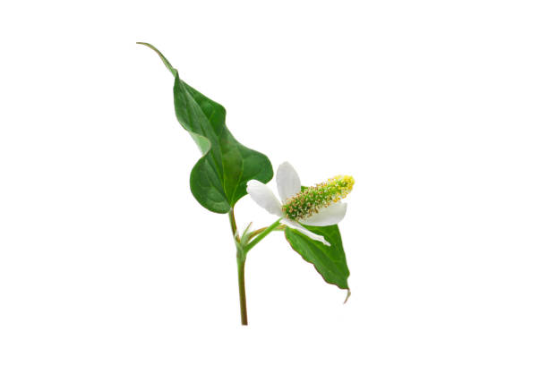 istock flower of houttuynia on a white background 1155809875