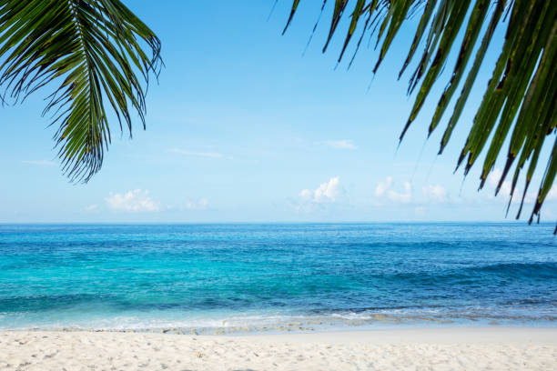 istock Palm Leaves Near The Idyllic Beach 1155812047